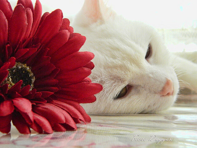 中超年度关键先生评分排行榜，中超关注度