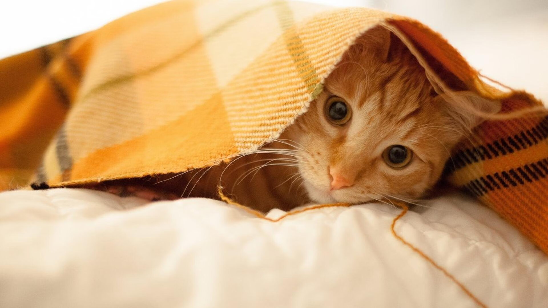 新闻中心发布人才引进计划，人才引进计划的具体要求